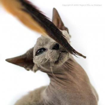 Jouet pour chat matatabi et plumes