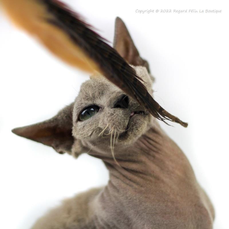 Jouet pour chat matatabi et plumes