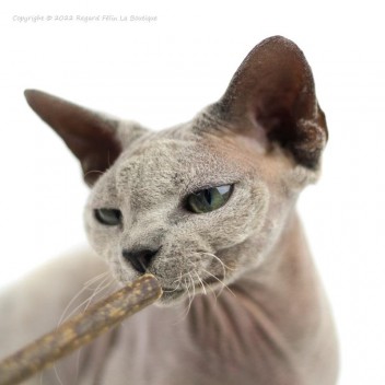 Jouet pour chat matatabi et plumes