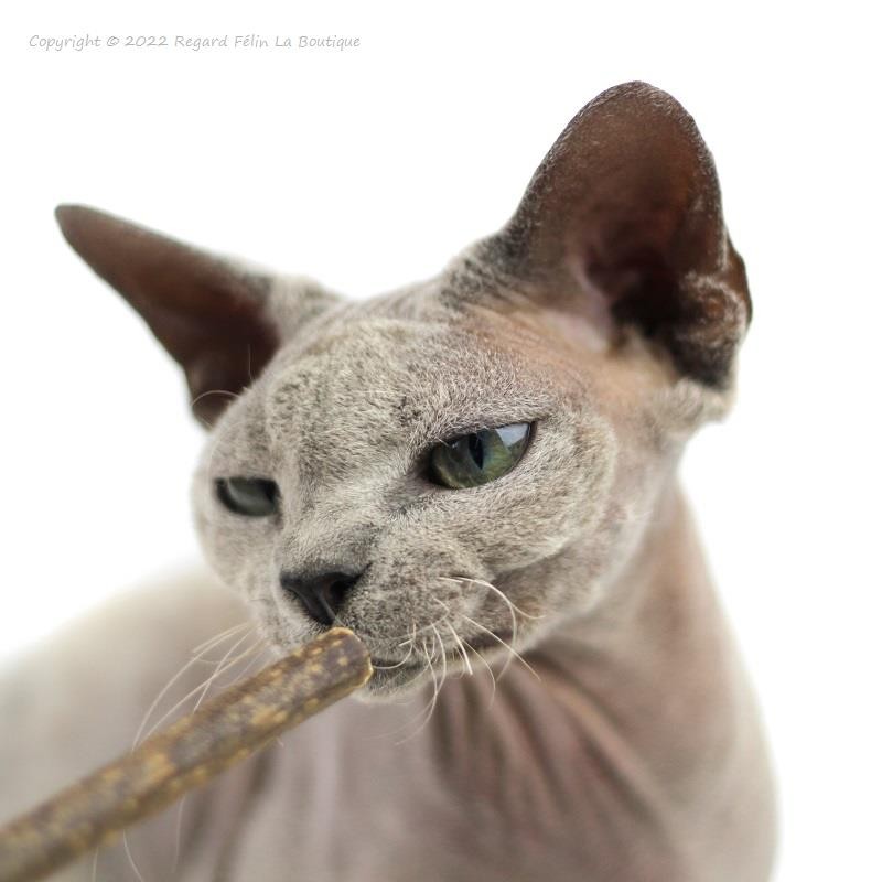 Jouet pour chat matatabi et plumes