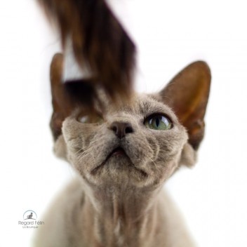 Jouet peau de mouton pour chat