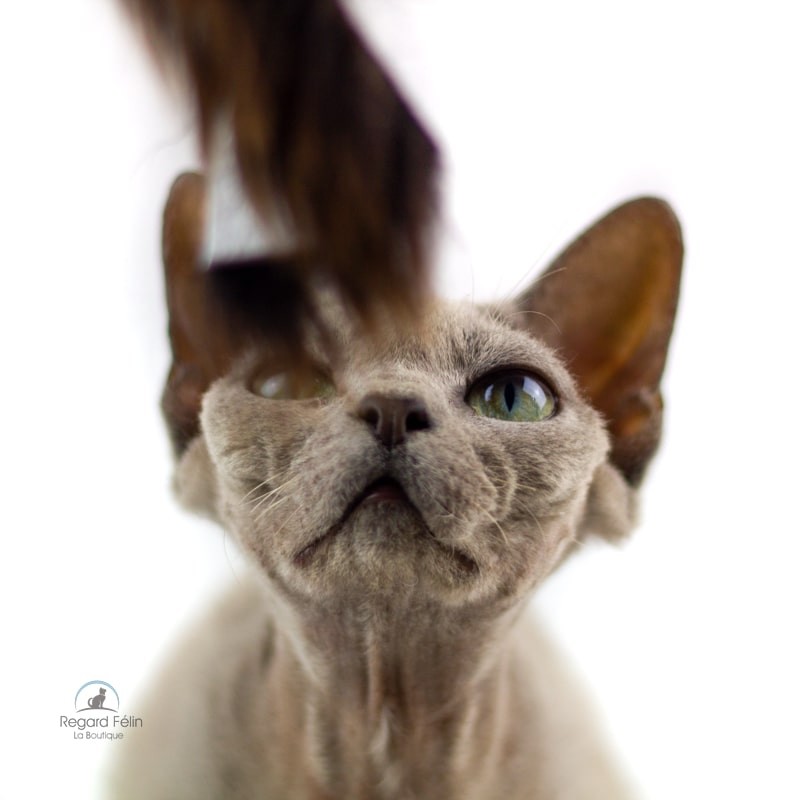 Jouet peau de mouton pour chat