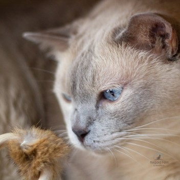Jouet pour chat bois et fourrure Amunet's