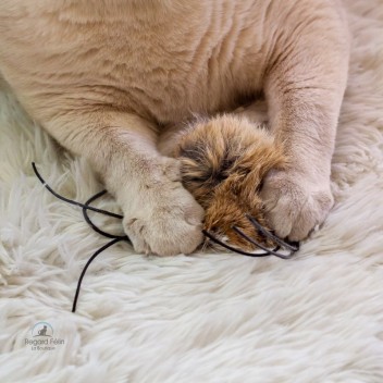 Jouet pour chat en fourrure et cuir