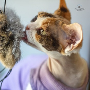 Jouet pour chat en fourrure et cuir