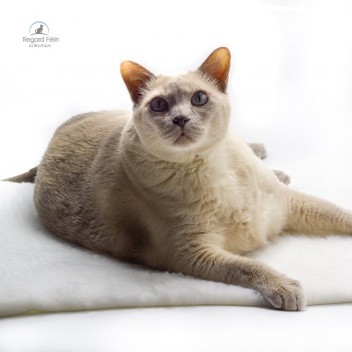 Tapis lavable pour chat