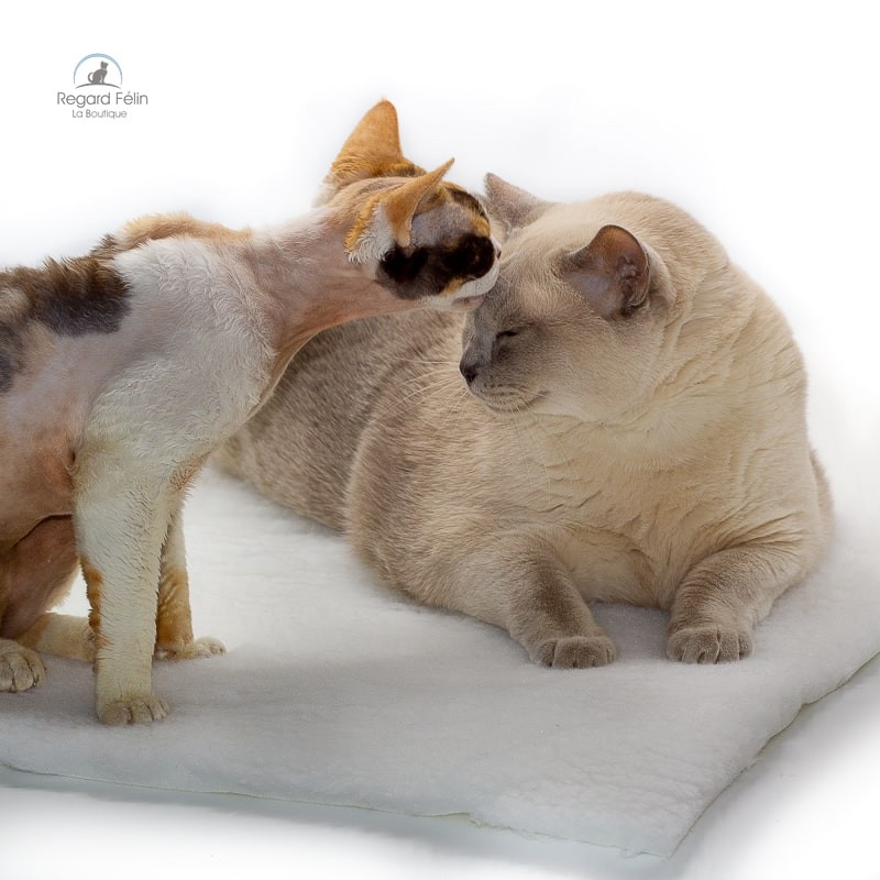 Tapis chaud pour chat