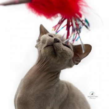 Plumeau pour chat Go Cat