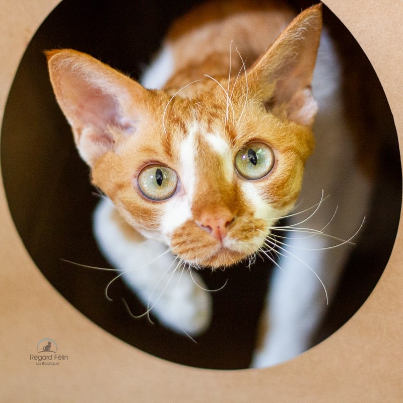 Tunnel pour chat CATMAT - Carton pour chat