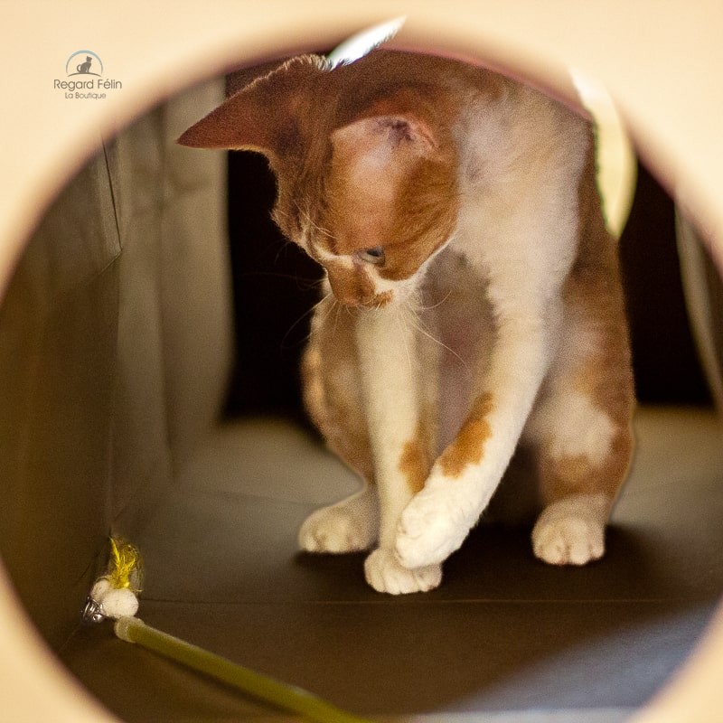 Tunnel pour chat CATMAT - Carton pour chat