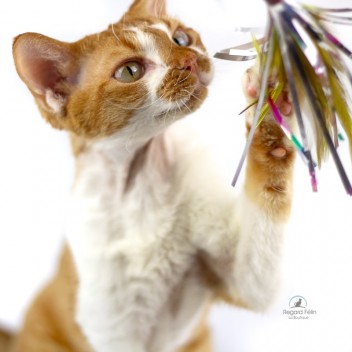 Sparkling Kitty Duster Go Cat - Plumeau pour chat Swingy