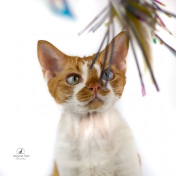 Sparkling Kitty Duster Go Cat - Plumeau pour chat Swingy