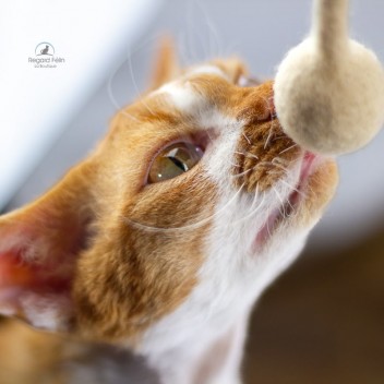 Jouet en laine pour chat et chaton fait main