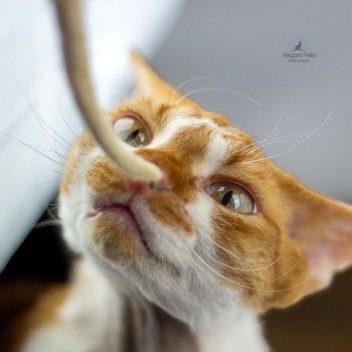 Jouet en laine pour chat et chaton fait main