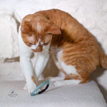 Scrunchy La Gabeline - Jouet chouchou  et élastique pour chat