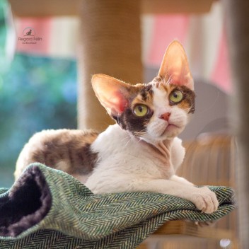 Plaid pour chat et chien de qualité supérieure