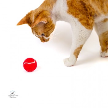 Balle de tennis pour chat et chaton