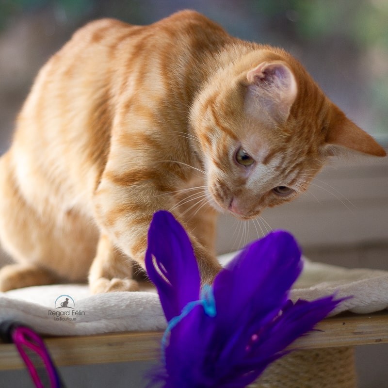 Plumeau jouet serpentin pour chat et chaton