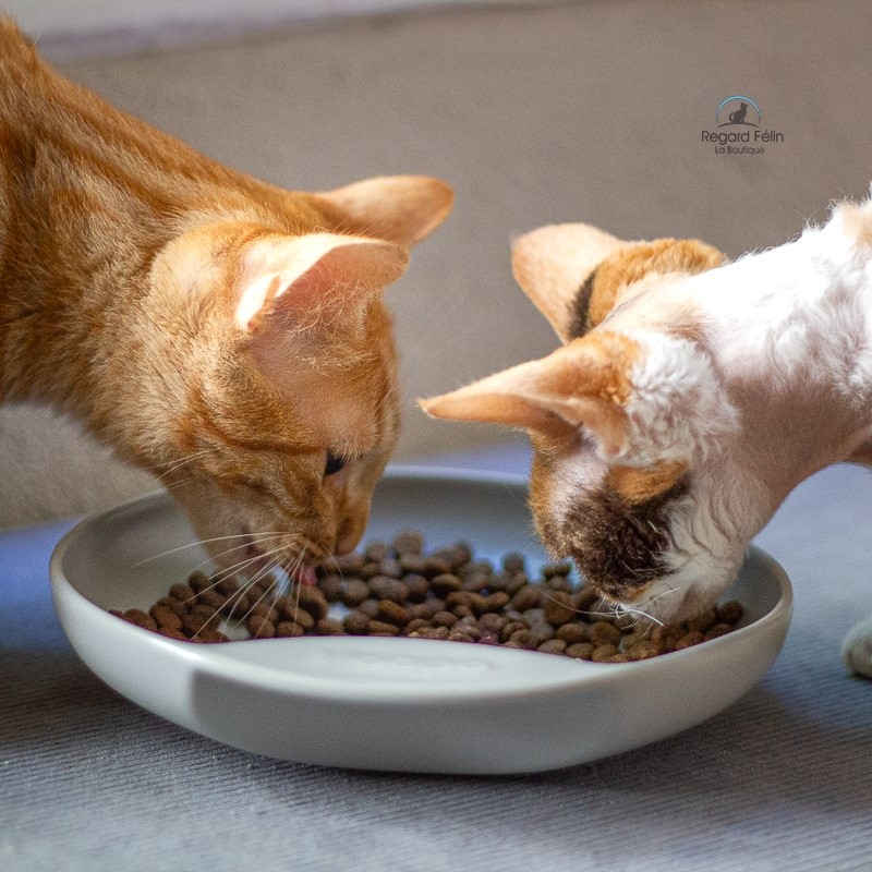 Gamelle Plate pour chat HOOPO