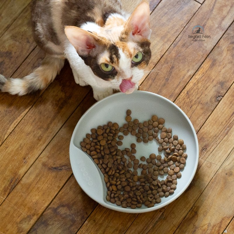 Gamelle Plate pour chat HOOPO