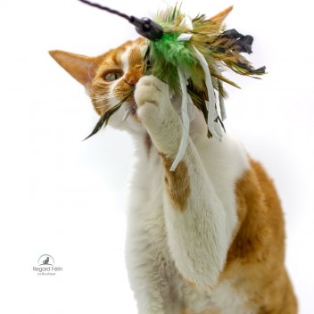 Plumeau interactif pour chat