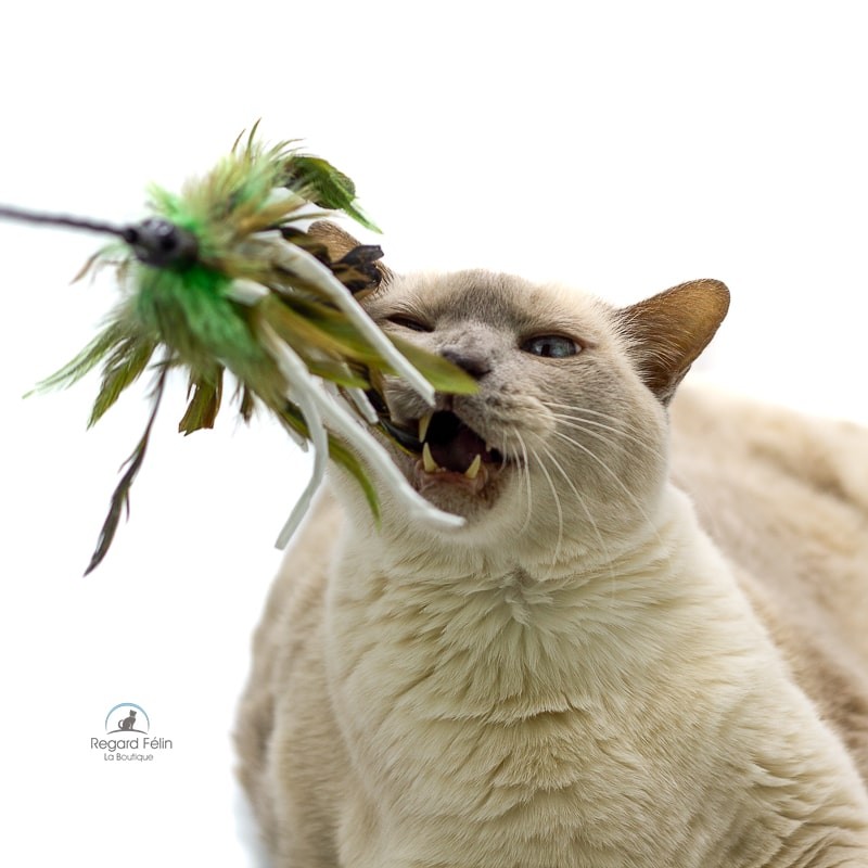 Plumeau interactif pour chat