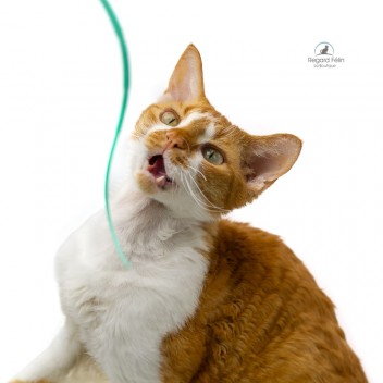 Plumeau pour chat en bois et silicone