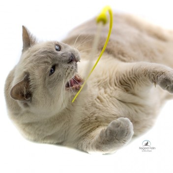 Plumeau pour chat en bois et silicone