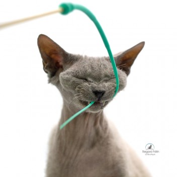 Plumeau pour chat en bois et silicone