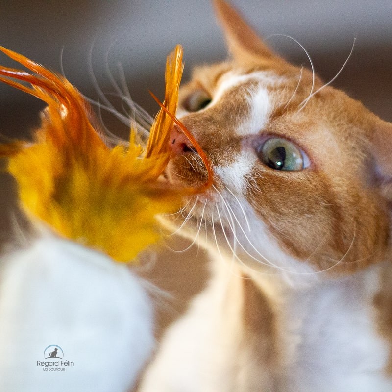 Jouet pour chat en fourrure et plumes avec cataire