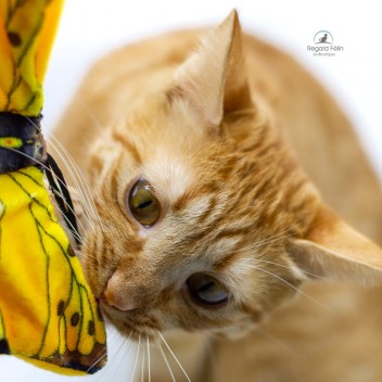 Jouet chat Papillon et cataire