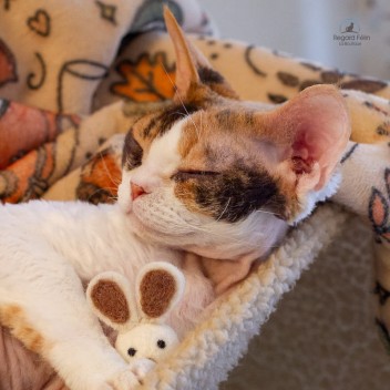 Petit lapin en laine pour chat et chaton