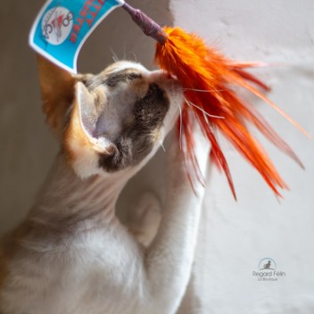 Plumeau pour chat Go Cat Kitty Duster