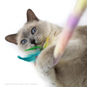 Canne à pêche pour chat boa