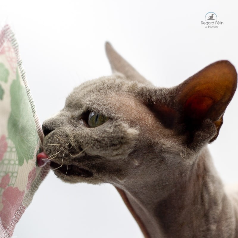 Jouet pour chat herbe à chat - 4cats Japan Coussinet