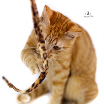 Cat Charmer Jungle - Canne à pêche pour chat