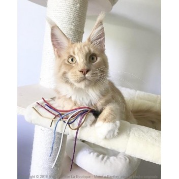 Jouet pour chat en cuir -Plumeau Cuir