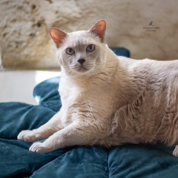 Tapis pour chat trèfle