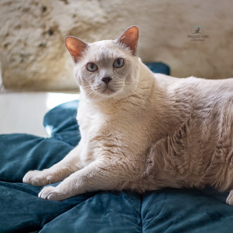 Tapis pour chat trèfle