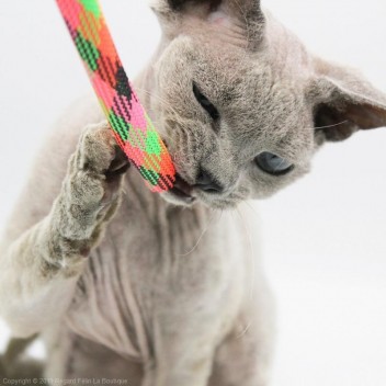 Paille pour chat Super Kitty Boinks