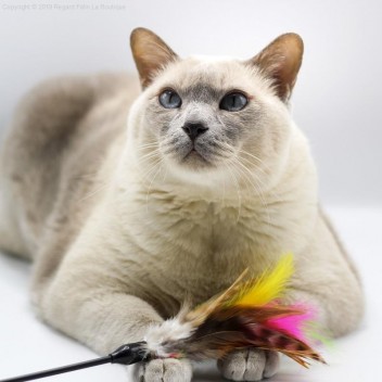 Plumeau pour chat Two Plumes