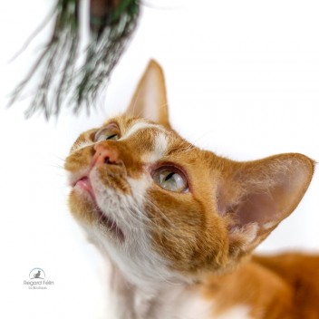 Jouet pour chat matatabi et plumes