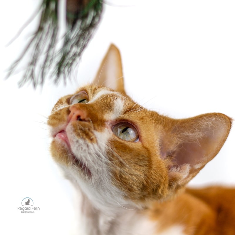 Jouet pour chat matatabi et plumes