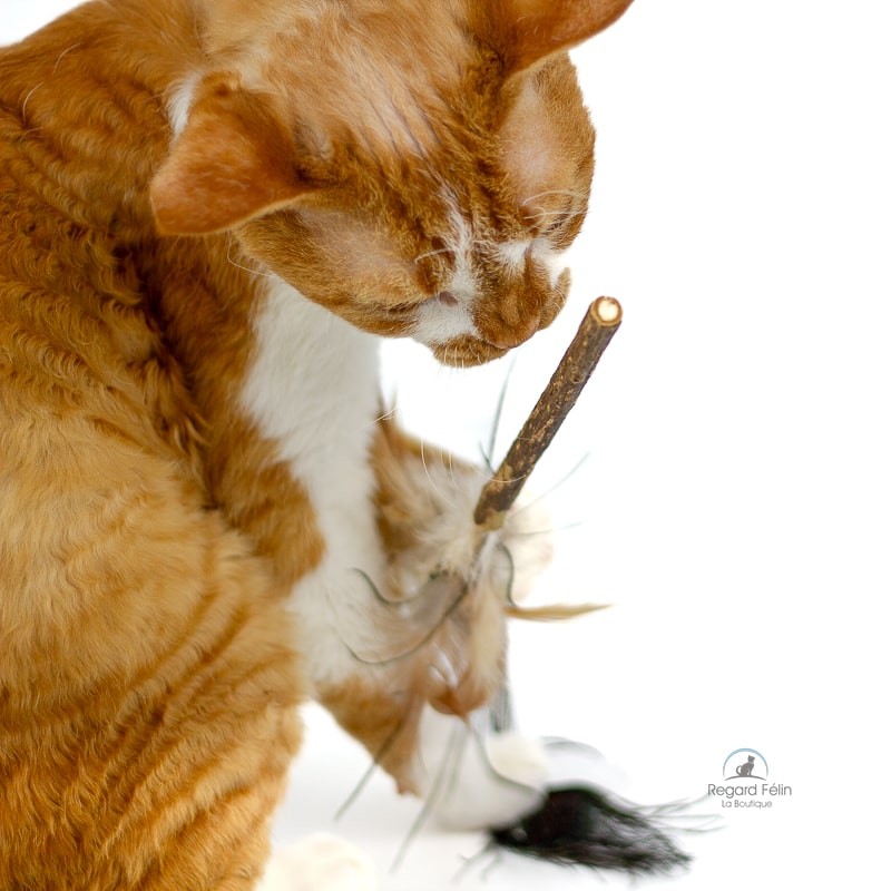 Jouet pour chat matatabi et plumes