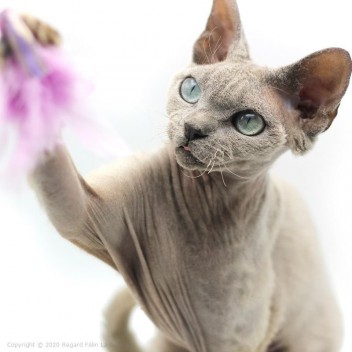 Plumeau pour chat Mini