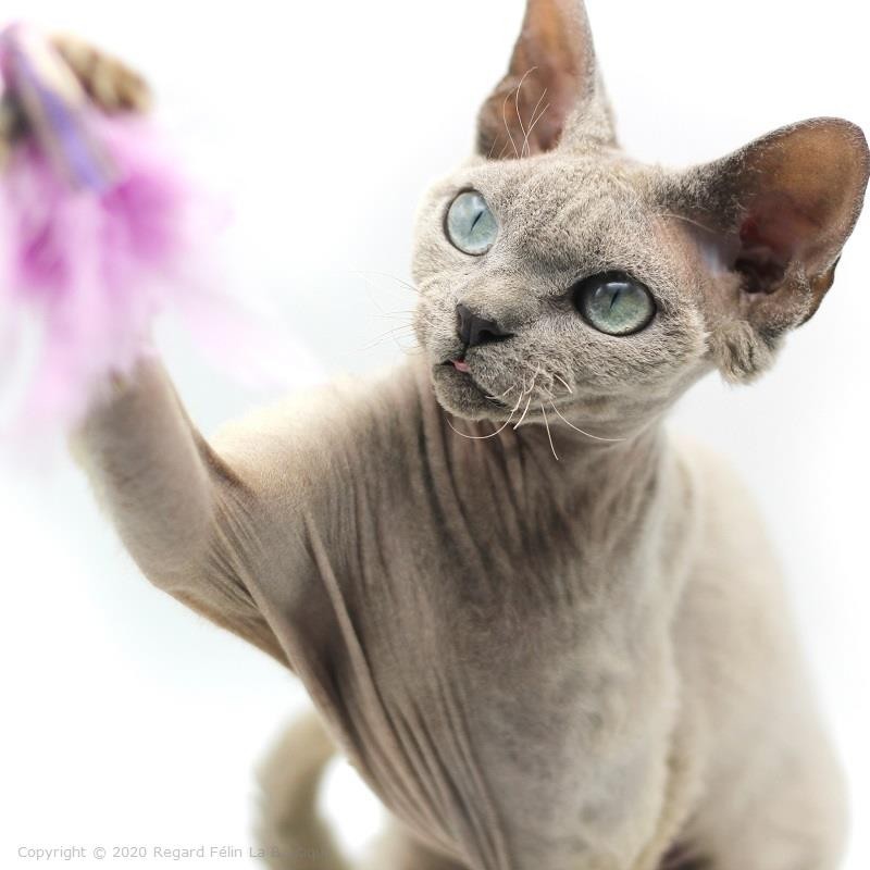 Plumeau pour chat Mini