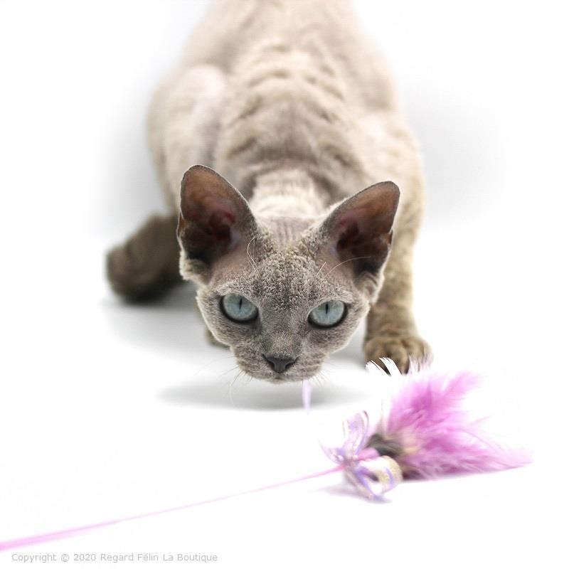 Plumeau pour chat Mini