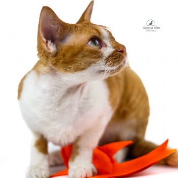 Jouet poisson cataire pour chat et chaton