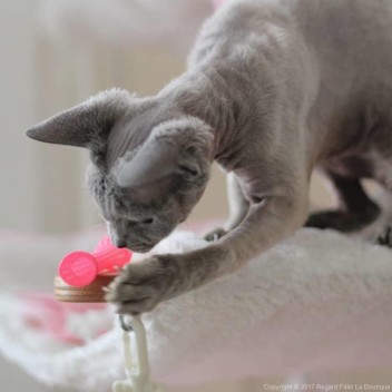 Kitty Boinks jouet chat