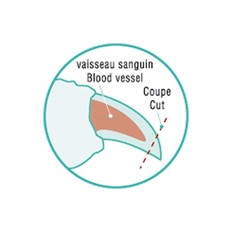 Coupe-griffes chat - Coupe-ongle chat